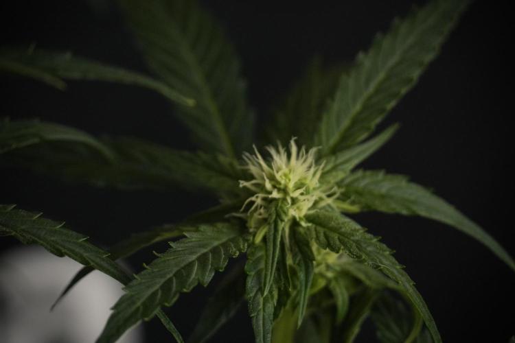 Amnesia Skunk The Zamnesia Way. Week 7 - Amnesia Skunk Defoliation Day