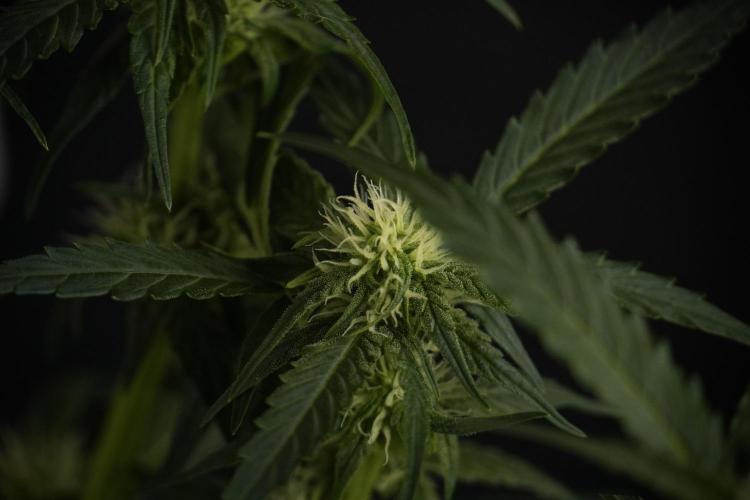 Amnesia Skunk The Zamnesia Way. Week 7 - Amnesia Skunk Defoliation Day