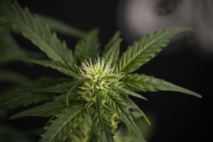 Amnesia Skunk The Zamnesia Way. Week 7 - Amnesia Skunk Defoliation Day