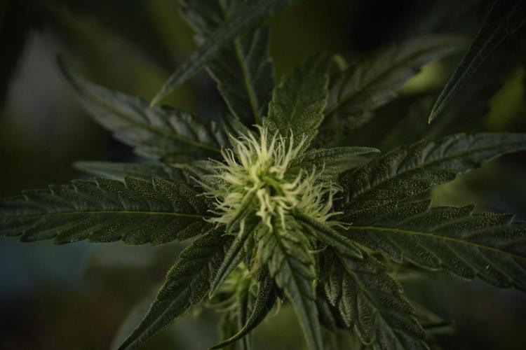 Amnesia Skunk The Zamnesia Way. Week 7 - Amnesia Skunk Defoliation Day