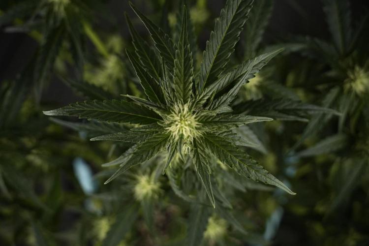 Amnesia Skunk The Zamnesia Way. Week 7 - Amnesia Skunk Defoliation Day