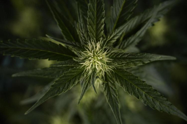 Amnesia Skunk The Zamnesia Way. Week 7 - Amnesia Skunk Defoliation Day