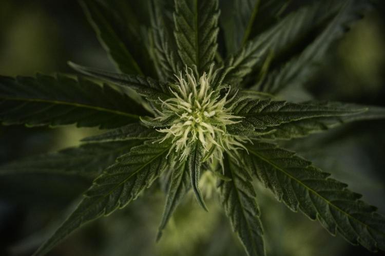 Amnesia Skunk The Zamnesia Way. Week 7 - Amnesia Skunk Defoliation Day