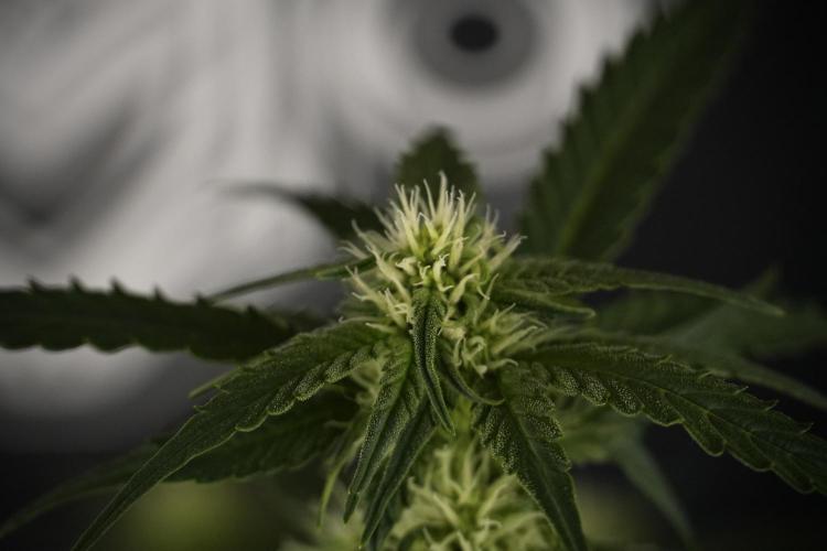 Amnesia Skunk The Zamnesia Way. Week 7 - Amnesia Skunk Defoliation Day