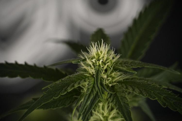 Amnesia Skunk The Zamnesia Way. Week 7 - Amnesia Skunk Defoliation Day