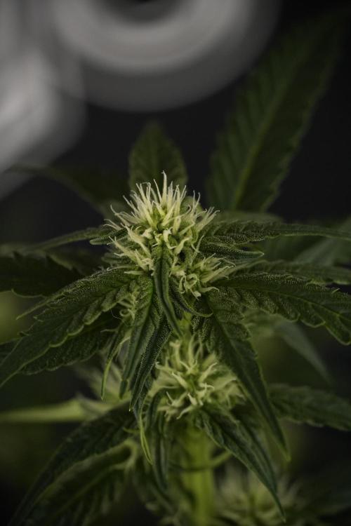 Amnesia Skunk The Zamnesia Way. Week 7 - Amnesia Skunk Defoliation Day