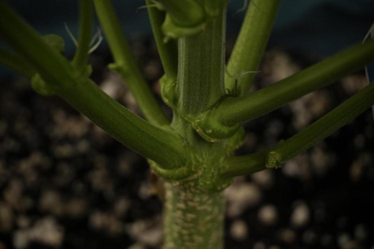 Amnesia Skunk The Zamnesia Way. Week 7 - Amnesia Skunk Defoliation Day