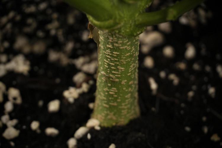 Amnesia Skunk The Zamnesia Way. Week 7 - Amnesia Skunk Defoliation Day