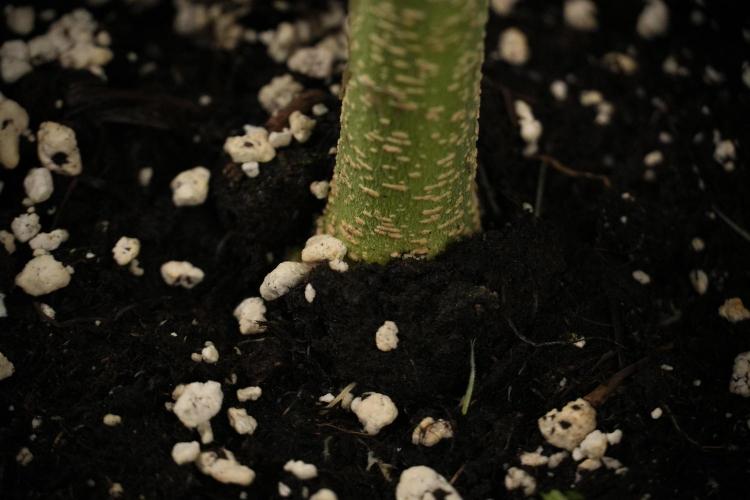 Amnesia Skunk The Zamnesia Way. Week 7 - Amnesia Skunk Defoliation Day