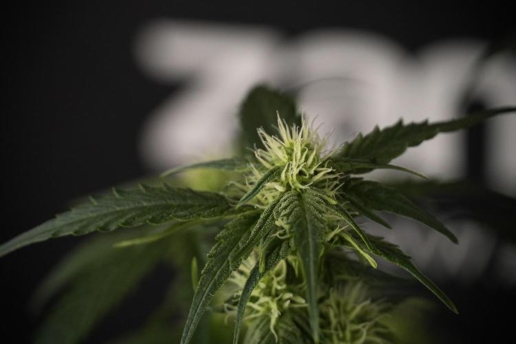 Amnesia Skunk The Zamnesia Way. Week 7 - Amnesia Skunk Defoliation Day