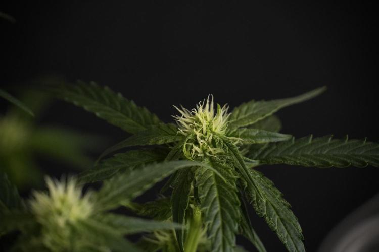 Amnesia Skunk The Zamnesia Way. Week 7 - Amnesia Skunk Defoliation Day