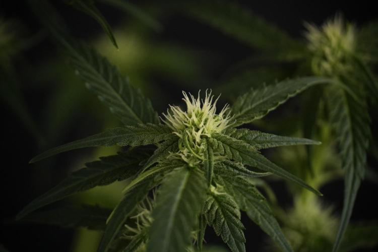 Amnesia Skunk The Zamnesia Way. Week 7 - Amnesia Skunk Defoliation Day