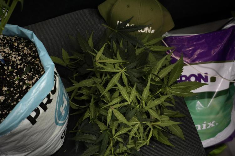 Amnesia Skunk The Zamnesia Way. Week 7 - Amnesia Skunk Defoliation Day