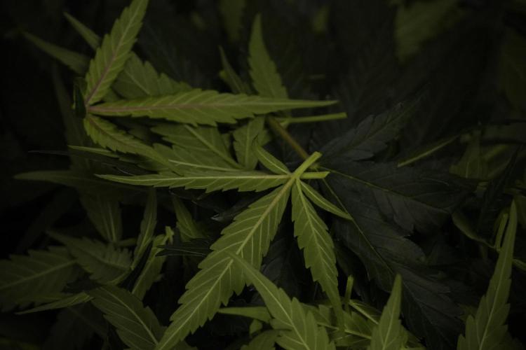 Amnesia Skunk The Zamnesia Way. Week 7 - Amnesia Skunk Defoliation Day