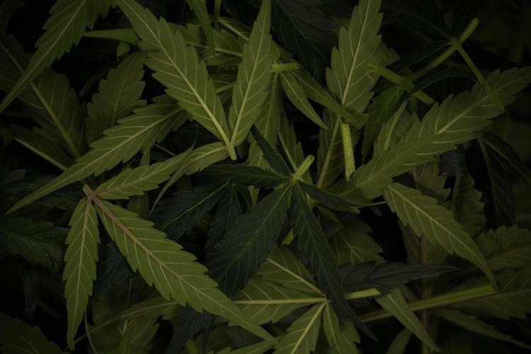 Amnesia Skunk The Zamnesia Way. Week 7 - Amnesia Skunk Defoliation Day