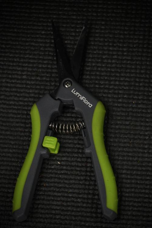 Amnesia Skunk The Zamnesia Way. Week 7 - tools 