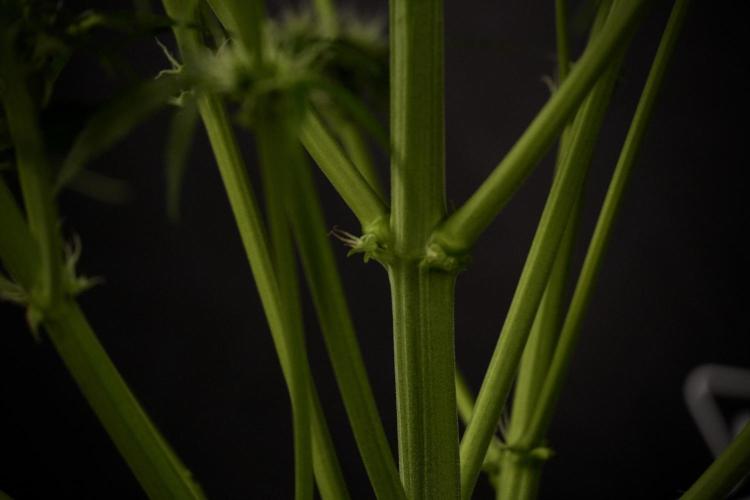 Amnesia Skunk The Zamnesia Way. Week 7 - Amnesia Skunk Defoliation Day