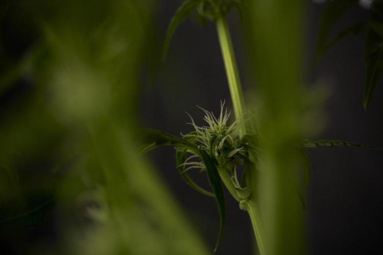 Amnesia Skunk The Zamnesia Way. Week 7 - Amnesia Skunk Defoliation Day