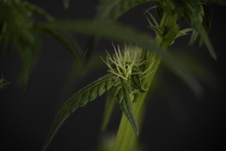 Amnesia Skunk The Zamnesia Way. Week 7 - Amnesia Skunk Defoliation Day