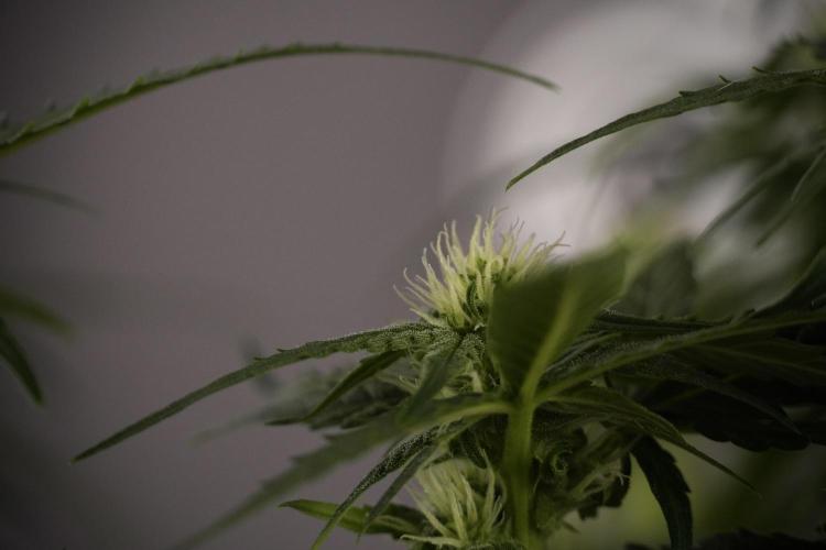 Amnesia Skunk The Zamnesia Way. Week 7 - Amnesia Skunk Defoliation Day