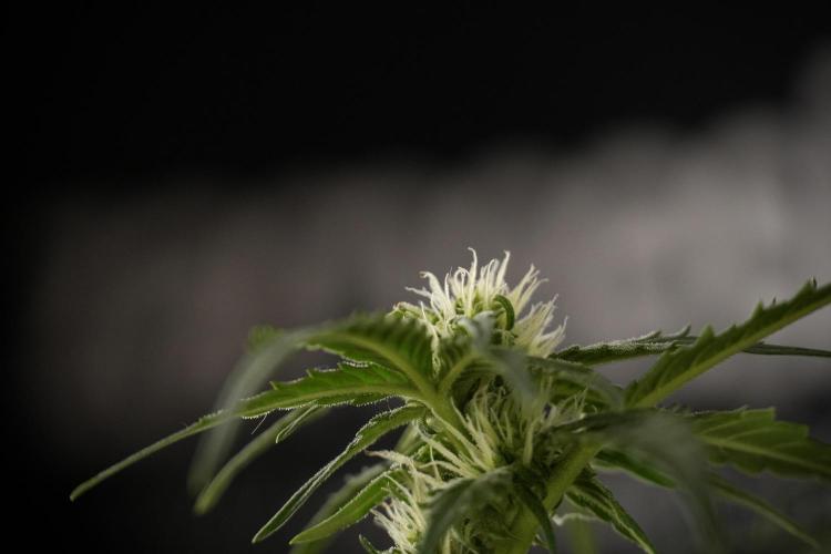 Amnesia Skunk The Zamnesia Way. Week 7 - Amnesia Skunk Defoliation Day