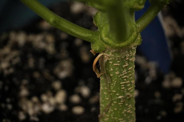 Amnesia Skunk The Zamnesia Way. Week 7 - Amnesia Skunk Defoliation Day