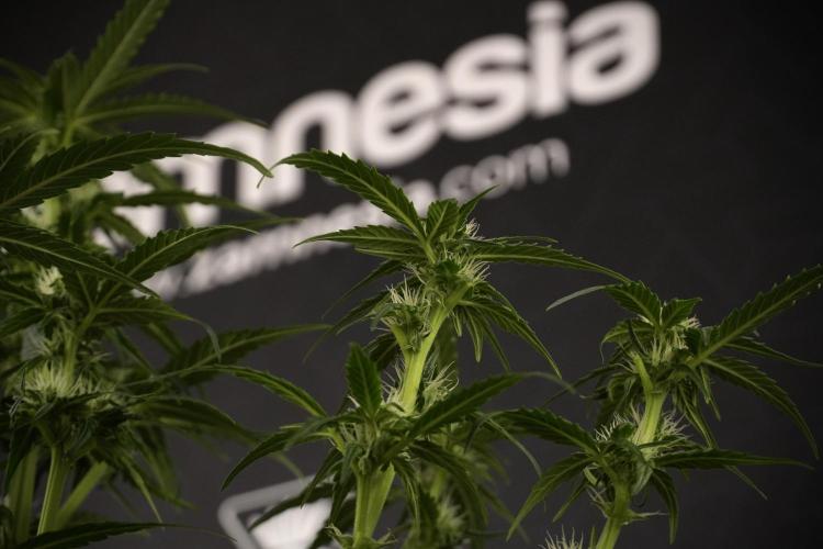 Amnesia Skunk The Zamnesia Way. Week 7 - Amnesia Skunk Defoliation Day