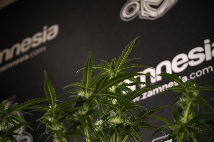 Amnesia Skunk The Zamnesia Way. Week 7 - Amnesia Skunk Defoliation Day