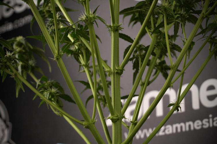 Amnesia Skunk The Zamnesia Way. Week 7 - Amnesia Skunk Defoliation Day