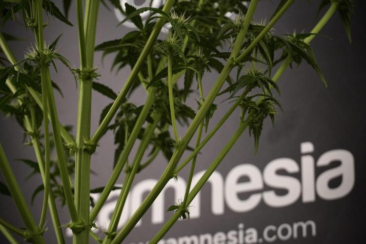 Amnesia Skunk The Zamnesia Way. Week 7 - Amnesia Skunk Defoliation Day