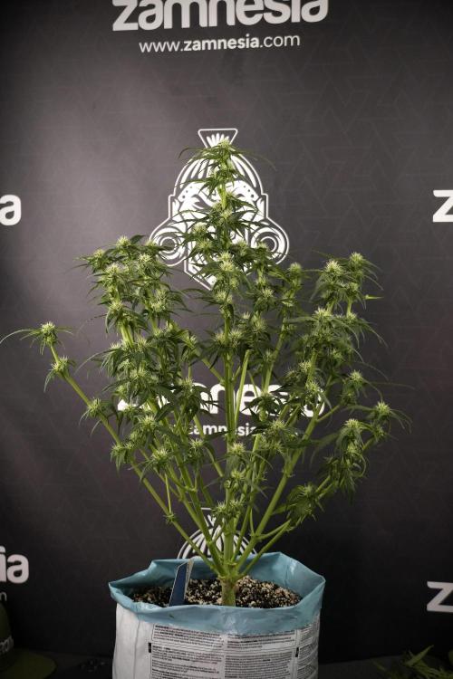 Amnesia Skunk The Zamnesia Way. Week 7 - Amnesia Skunk Defoliation Day