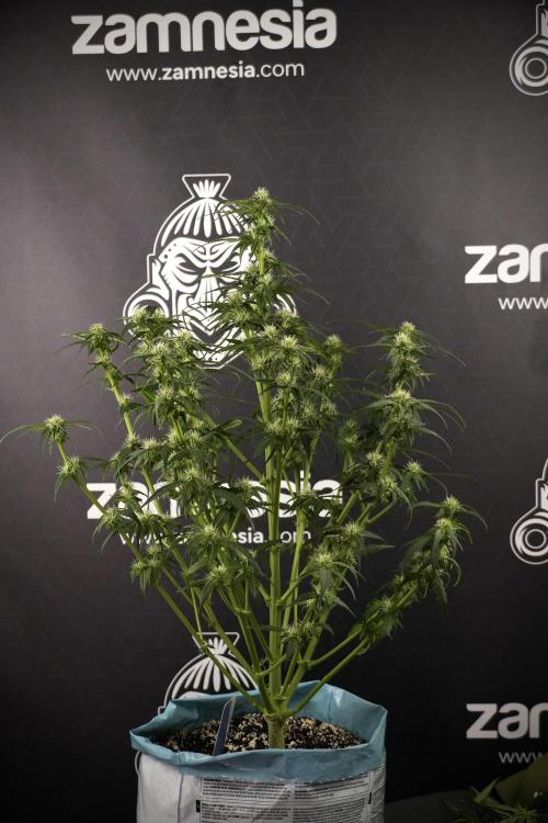 Amnesia Skunk The Zamnesia Way. Week 7 - Amnesia Skunk Defoliation Day