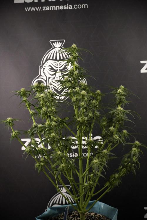 Amnesia Skunk The Zamnesia Way. Week 7 - Amnesia Skunk Defoliation Day