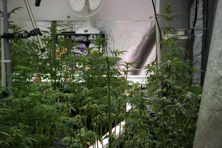 Amnesia Skunk The Zamnesia Way. Week 7 - Room And Vibes 