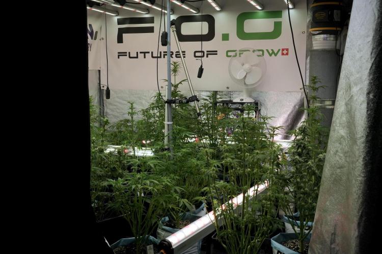 Amnesia Skunk The Zamnesia Way. Week 7 - Room And Vibes 