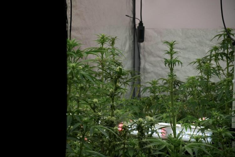 Amnesia Skunk The Zamnesia Way. Week 7 - Room And Vibes 