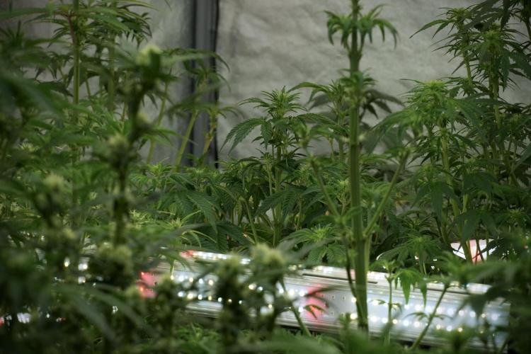 Amnesia Skunk The Zamnesia Way. Week 7 - Room And Vibes 