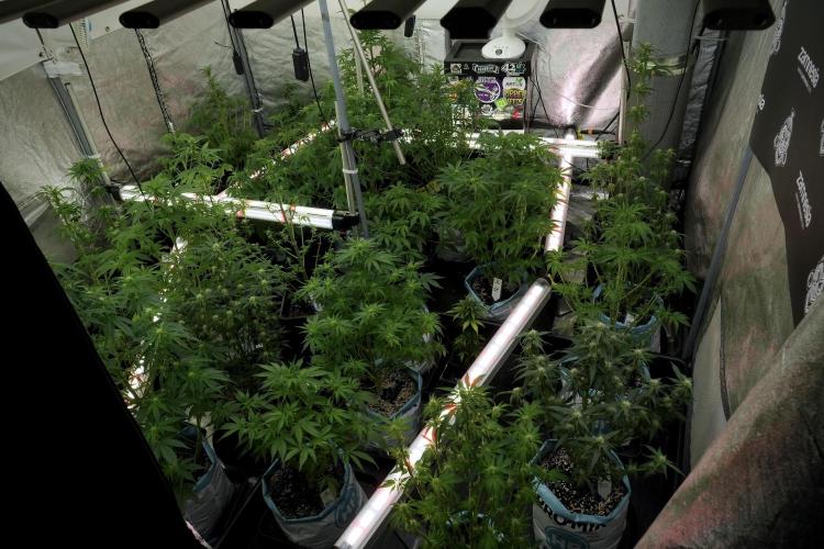 Amnesia Skunk The Zamnesia Way. Week 7 - Room And Vibes 