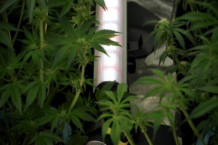 Amnesia Skunk The Zamnesia Way. Week 7 - Room And Vibes 