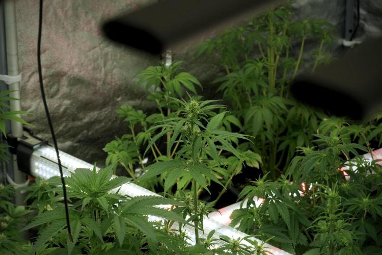 Amnesia Skunk The Zamnesia Way. Week 7 - Room And Vibes 