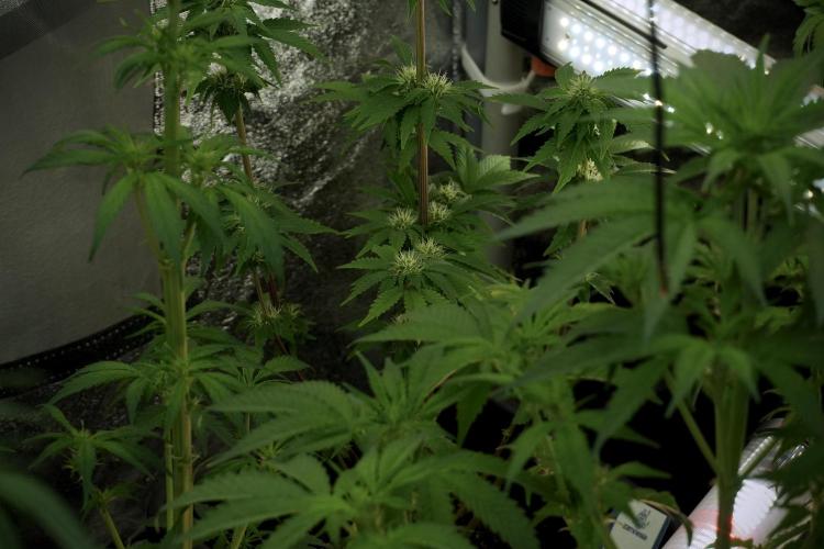 Amnesia Skunk The Zamnesia Way. Week 7 - Room And Vibes 