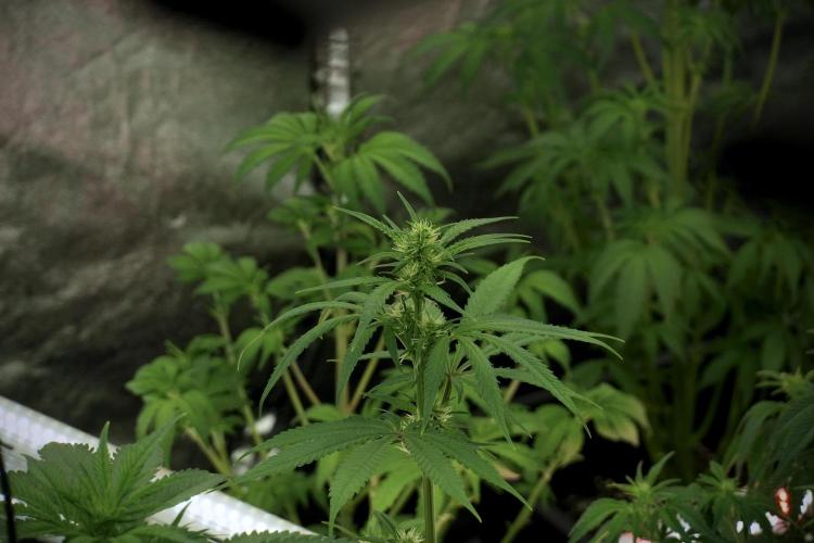 Amnesia Skunk The Zamnesia Way. Week 7 - Room And Vibes 