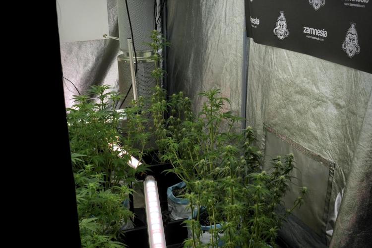 Amnesia Skunk The Zamnesia Way. Week 7 - Room And Vibes 