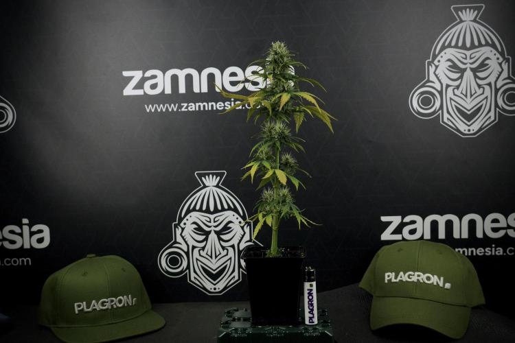 Amnesia Skunk The Zamnesia Way. Week 7 - Side Project 