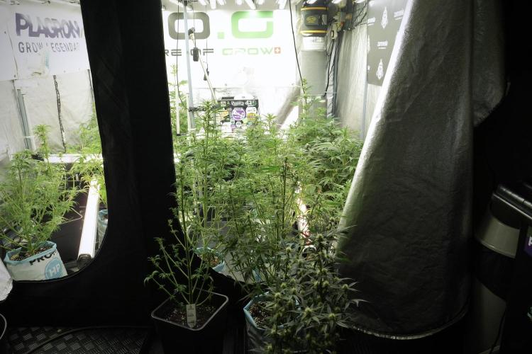 Catching The Ghost Train Haze @ Zamnesia. Week 7 - Room and Vibes