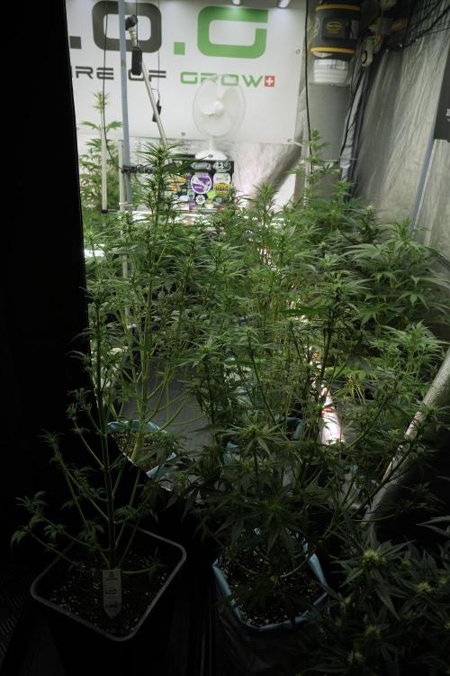 Catching The Ghost Train Haze @ Zamnesia. Week 7 - Room and Vibes
