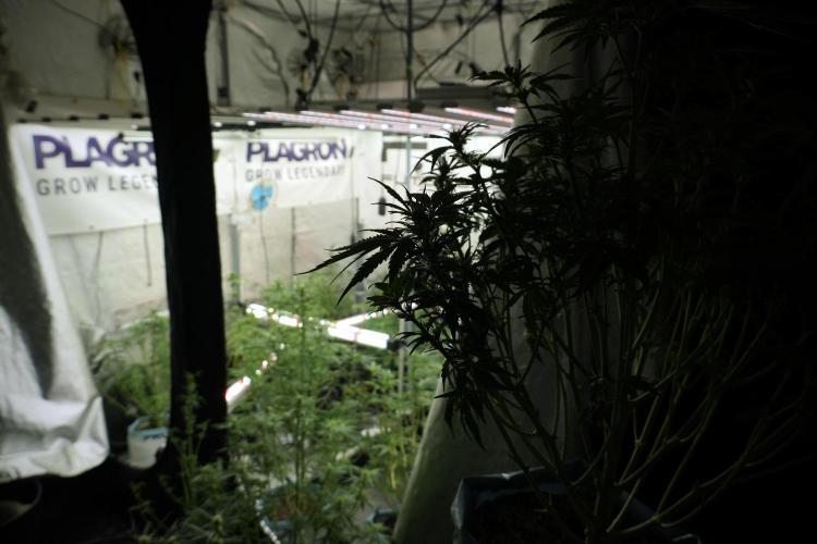 Catching The Ghost Train Haze @ Zamnesia. Week 7 - Room and Vibes