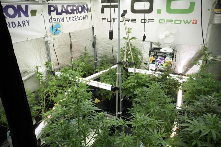 Catching The Ghost Train Haze @ Zamnesia. Week 7 - Room and Vibes