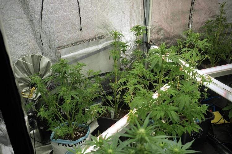 Catching The Ghost Train Haze @ Zamnesia. Week 7 - Room and Vibes