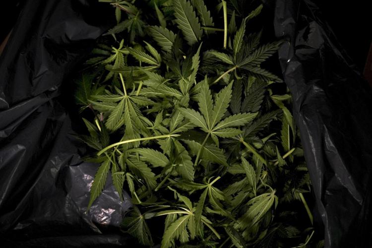Catching The Ghost Train Haze @ Zamnesia. Week 7 - Room and Vibes